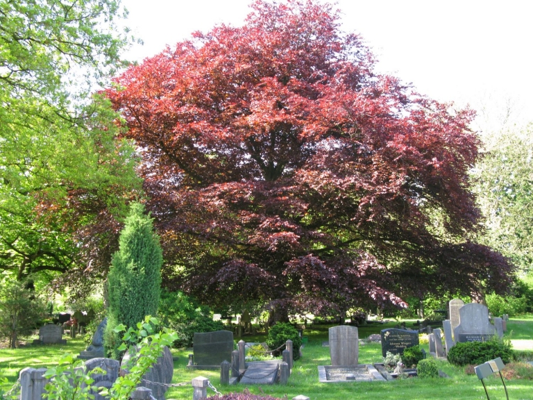 Lezingmiddag in het arboretum van De Nieuwe Ooster
