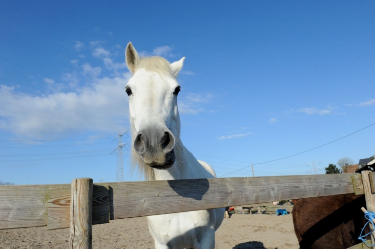 Boerderij op IJburg verhuist: ‘Een zekere toekomst in Diemen’