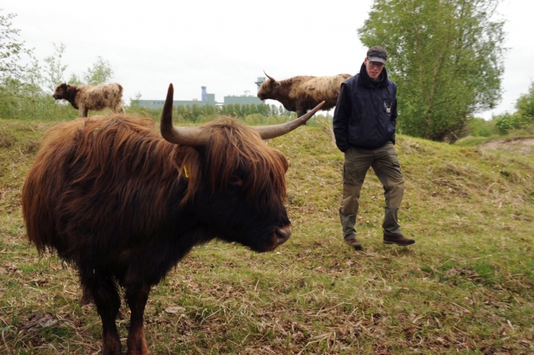 Mals vlees van Schotse Hooglanders