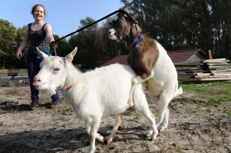 Boerderij op IJburg is verhuisd