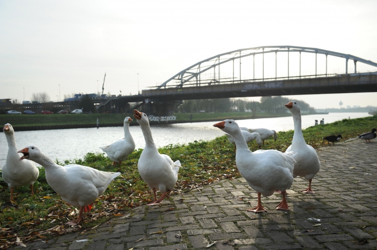 Meer trams, meer bussen en een extra brug in Oost