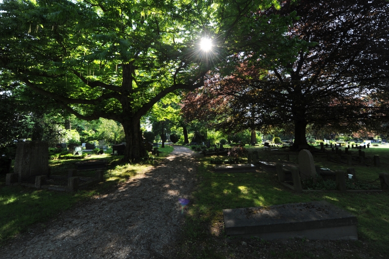 Bomentroost tussen de graven