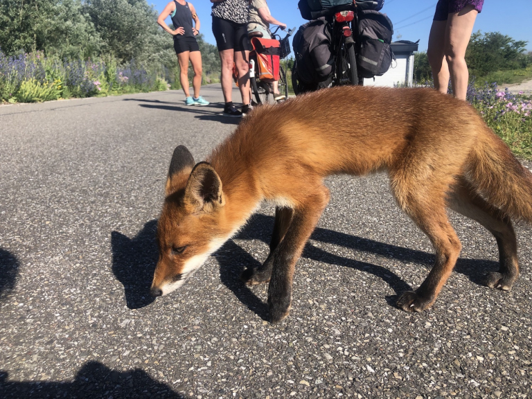 Jonge vos in Diemerpark. Expert: niet voeren en honden aan de lijn