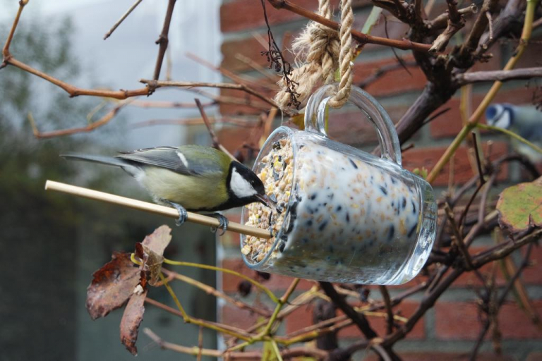 Tips voor een groener Oost: Zelf vetbollen maken