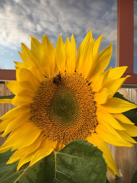 Tips voor een groener Oost: Zonnebloemen zaaien