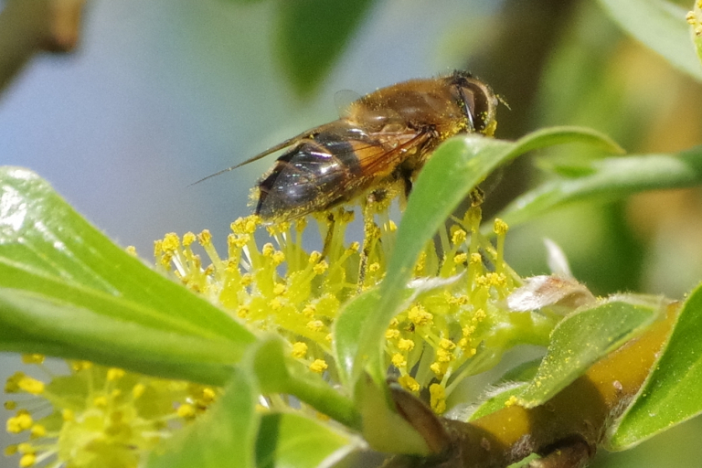 Ook in je stadse tuin kun je de natuur helpen