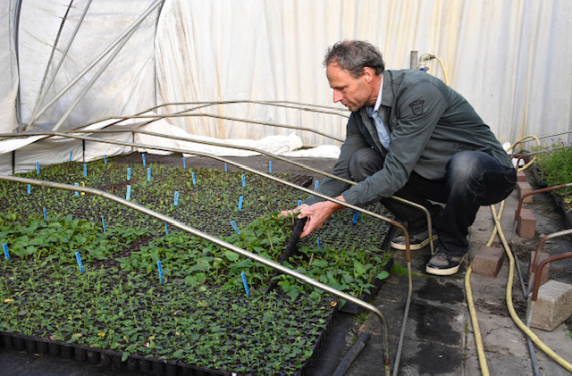 Biologische Kwekerij Casper Verhoeven denkt aan de komende generaties: ‘Samenwerken met de natuur, in een gezonde bodem’
