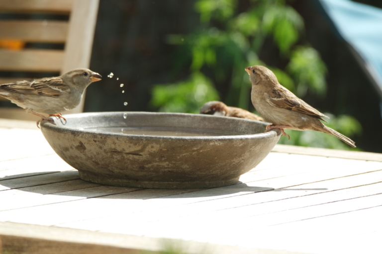 Tips voor een groener Oost: zet een waterschaal neer