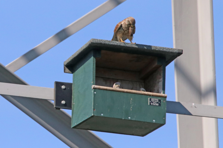 Jonge valkjes geboren in het Diemerpark