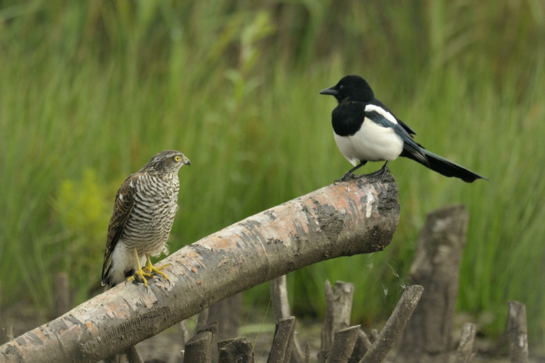 Op excursie: Vogels en bier in het Diemerbos