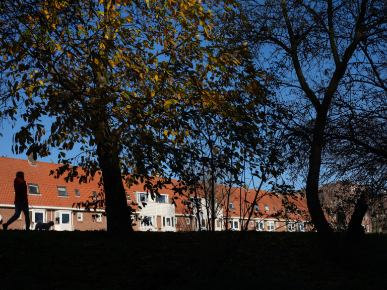 In Oost worden te veel bomen gekapt, ambtenaren negeren herplantplicht
