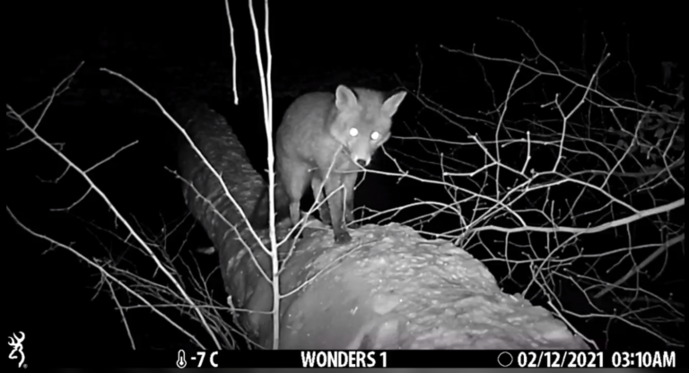 Vos in Flevopark op film gezet: ‘Een vos is nuttig en eet ontzettend veel ratten’