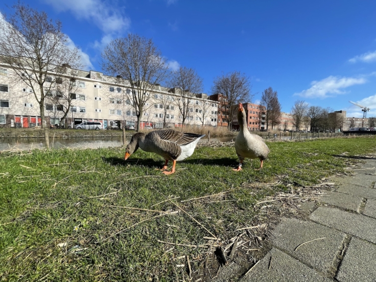 Nieuwbouw Valentijnkade