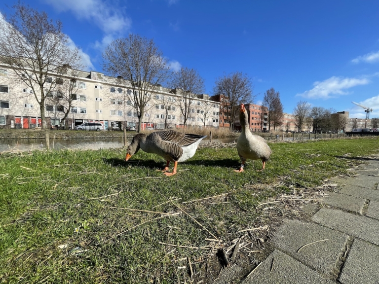 ‘Een schreeuw kan ook een schreeuw om aandacht zijn’