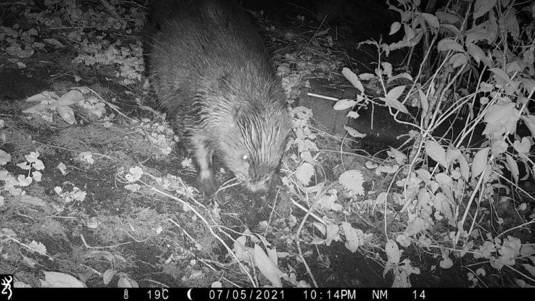 Bever gezien bij Maxisterrein, ottersporen op Strandeiland!