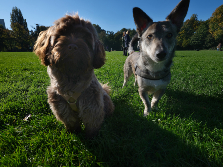 Burgers lopen vooral warm voor de thema’s ‘parkeren’ en ‘honden’