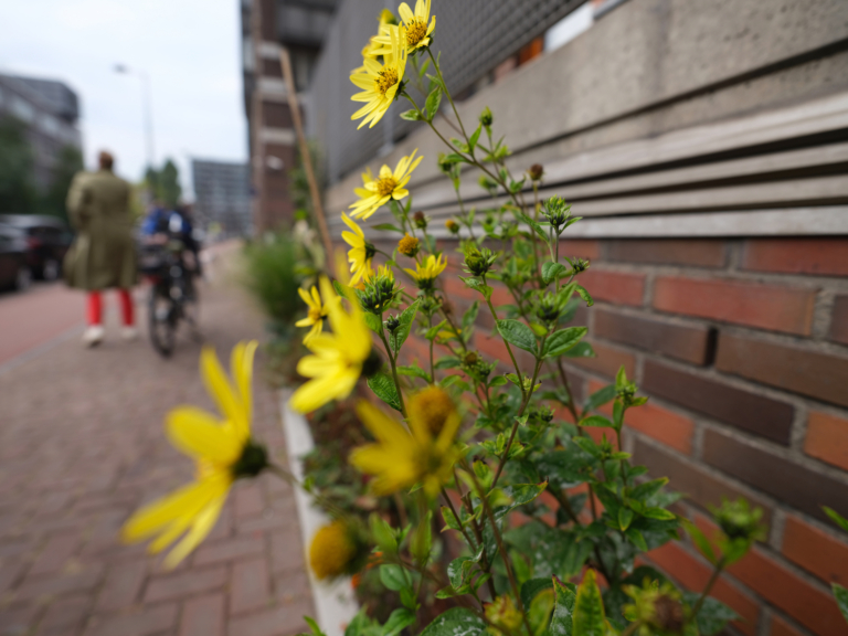 Groenstrook langs de Piet Heinkade