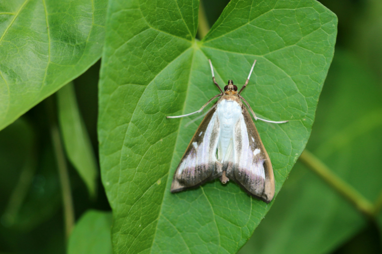 Nachtvlinders, vleermuizen en een bosuil in Park Frankendael