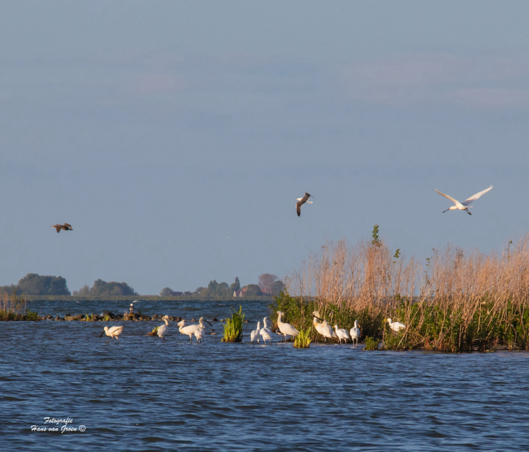 Grote kolonies op Kinseldam en Natuureiland in IJmeer