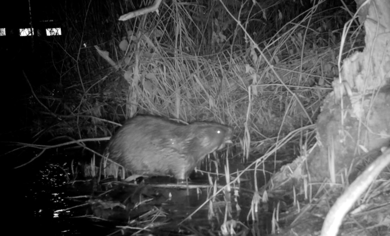 Bever in Amsterdam: In één nacht een hol van acht meter diep