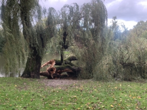 De geknakte boom in het Oosterpark