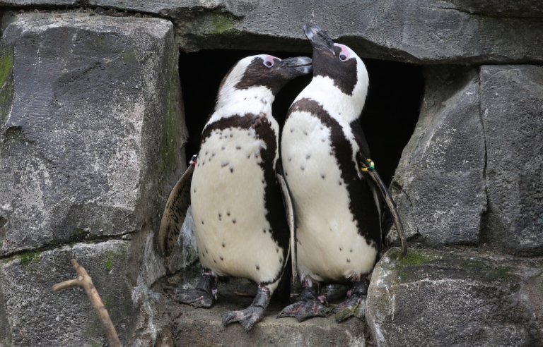 Afrikaanse Pinguïns in Artis vieren de lente in december 