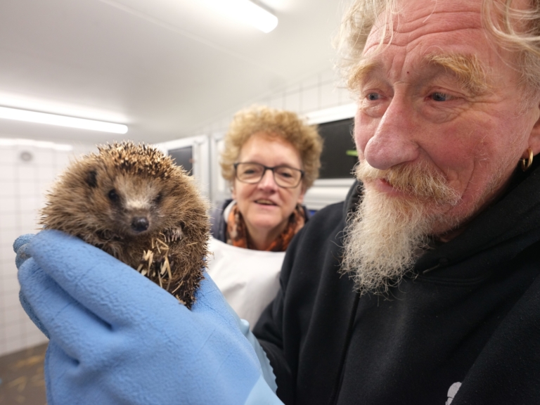Tweede kans voor verweesde egels bij De Toevlucht: ‘Leuke goorlapjes’