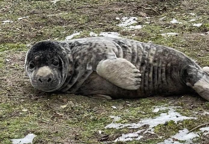 Zeehondje gestrand in Diemerpark