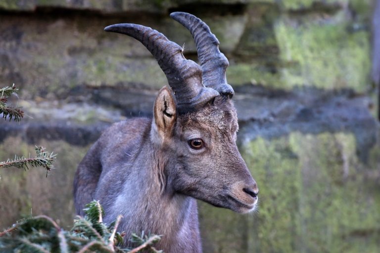 Artis heeft winters programma in de voorjaarsvakantie