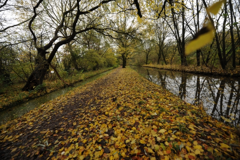 Vragen over in Flevoprark gevonden wasbeerhond