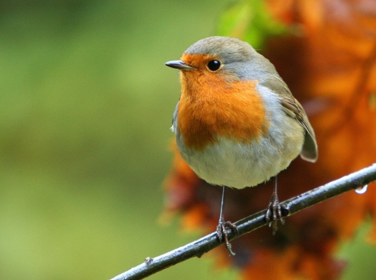 Minicursus Tuinvogels kijken – verrekijker in de aanslag 