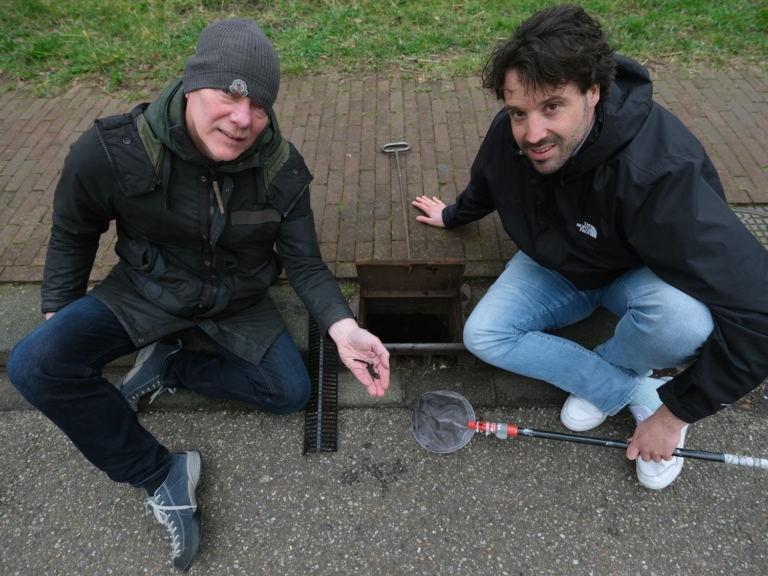 Paddentrappetjes op de Flevoparkweg
