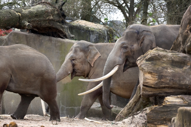 Aziatische olifanten verwelkomen nieuwkomer in Artis