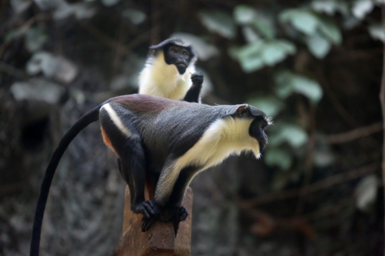 Beschuit met muisjes bij dianameerkatten in Artis