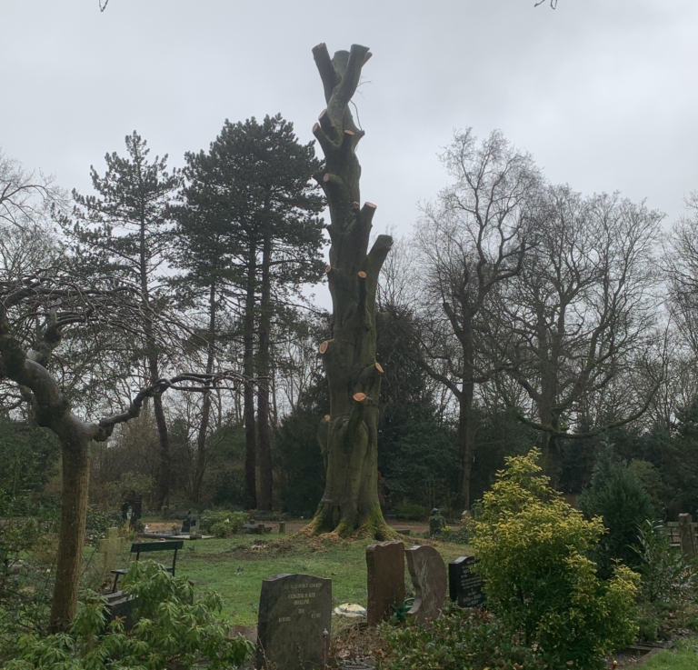 De Nieuwe Ooster en Henri Polaklaan nemen afscheid van rode beuk en kastanjeboom