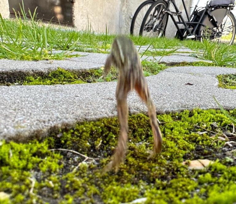 Paddentrap bij Flevopark helpt pad uit de put