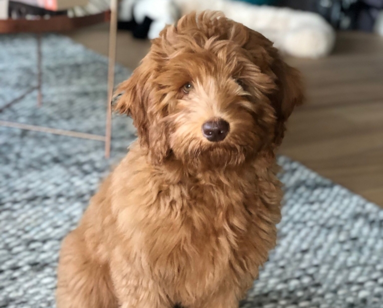 Gemeente wil verbod op puppyyoga