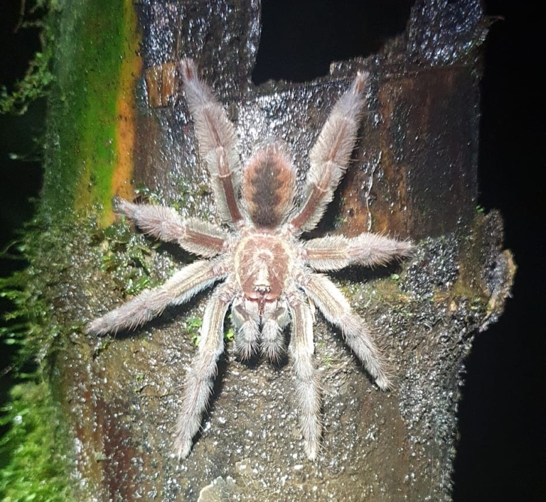 Twee vogelspinnen gevonden op IJburg
