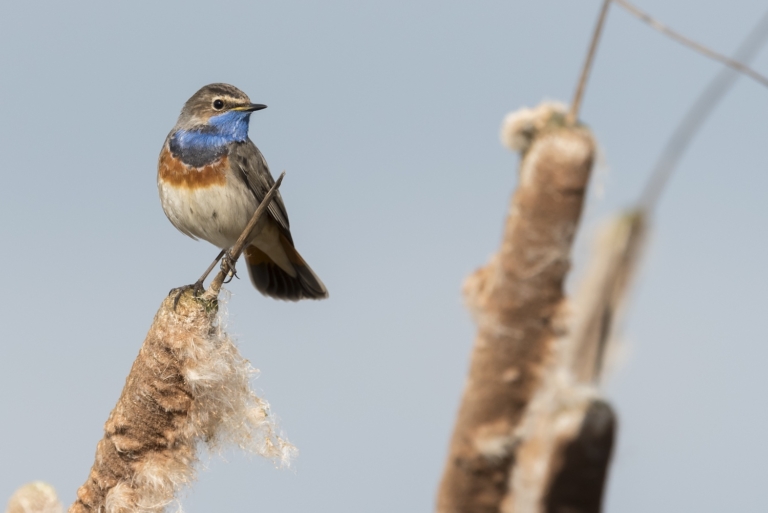 De blauwborst: een juweel tussen het riet