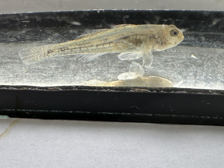 Nieuwe vissoort gedijt goed in Amsterdam