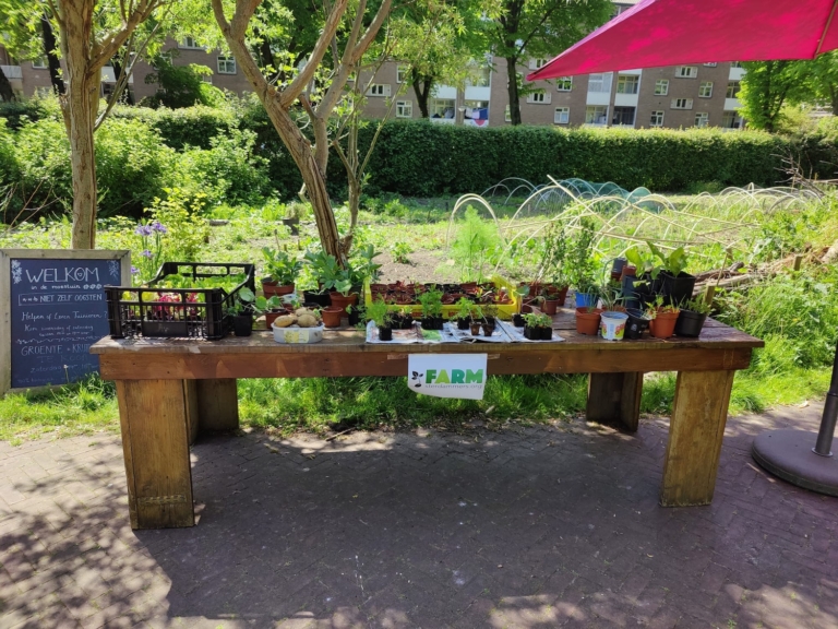 Stekjes ruilen met Farmsterdammers, ‘van één aardbei kun je honderden nieuwe planten kweken’