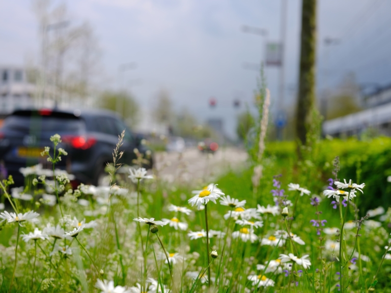 Omrijden in de zomervakantie