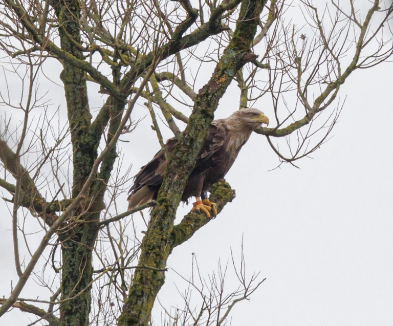 Heel dicht bij Oost, spectaculair: broedende zeearenden