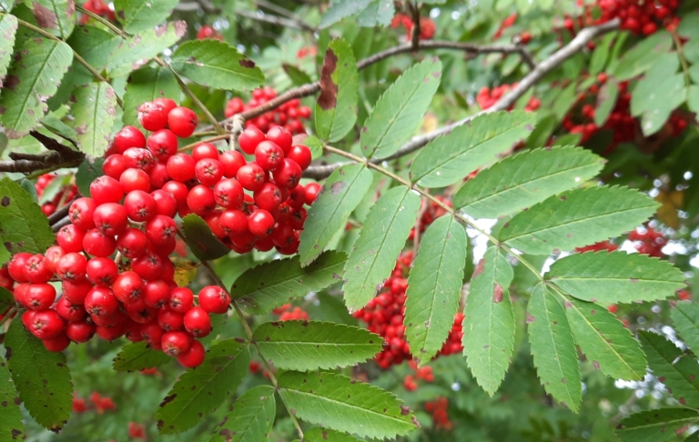 Recepten met lijsterbessen, die nu te plukken zijn