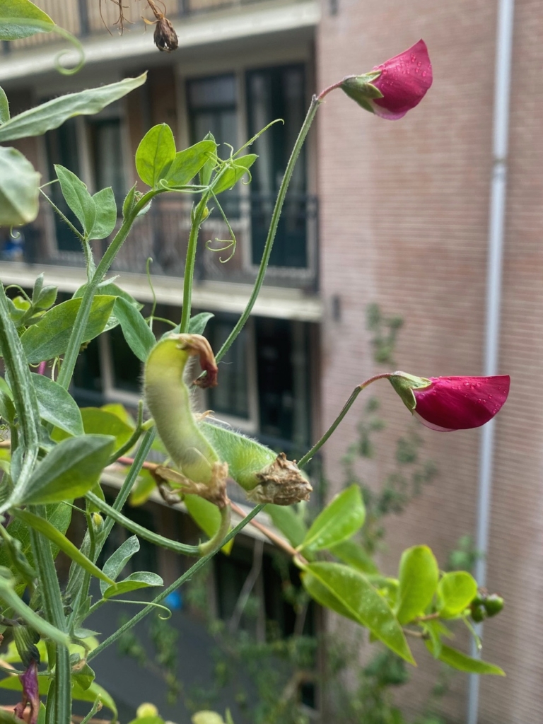 Zaden oogsten voor bloemen in de zomer