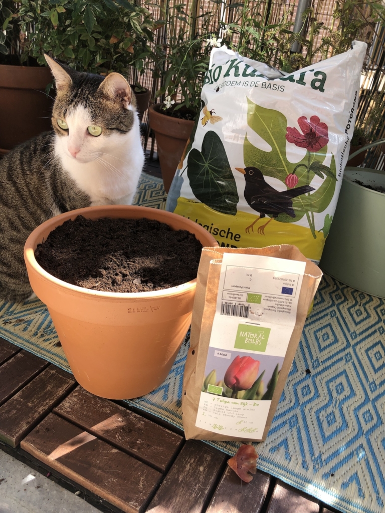 Voorjaarsbloeiers plant je in het najaar. Waarom biologische bloembollen belangrijk zijn