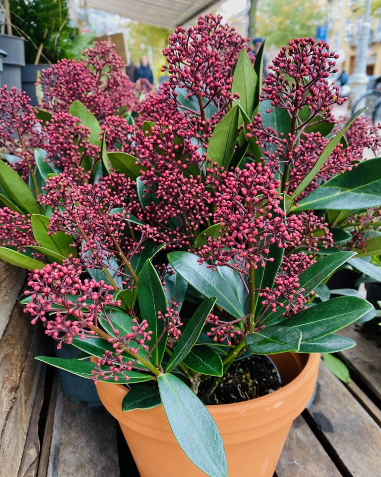 De drie mooiste herfstbloeiers op je balkon