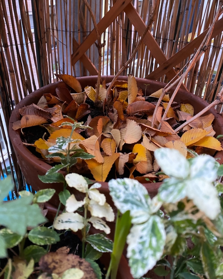 Het Wonder van Mulchen (het belang van herfstbladeren)