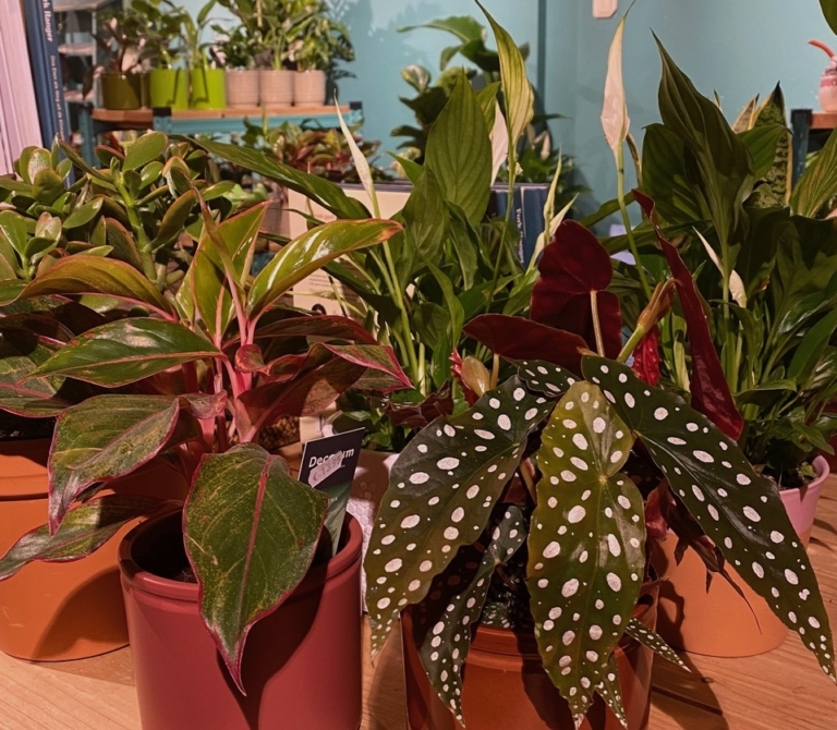 Nuttige wintertips voor je kamerplanten